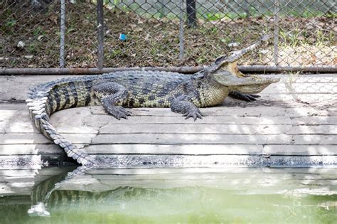 Crocodile Sunbathing in the Zoo. Stock Photo - Image of coast, danger ...