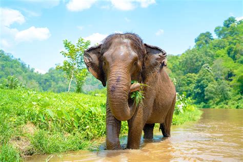 What do elephants eat? Study shows they have unique dietary preferences ...