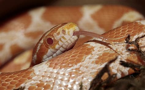 20 Awesome Corn Snake Morphs & Color Variations - Reptile Advisor