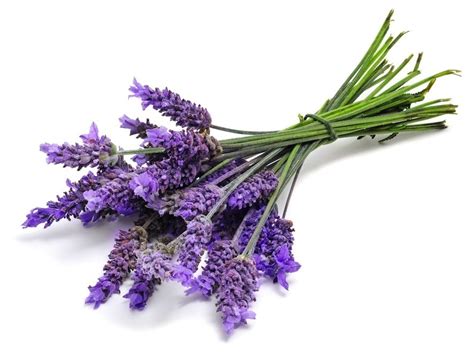 Lavender Herb Flower Pack 30 Seeds - Seedsnpots.com