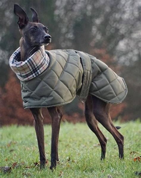 Italian Greyhound Quilted Waterproof Winter Coats,cirneco Dell'etna ...