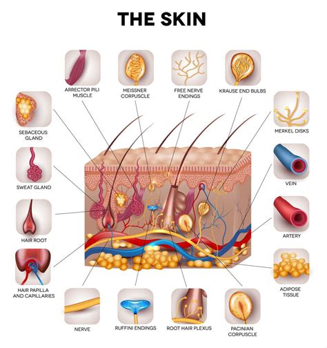 Medical Dermatology | Skin anatomy, Dermatology, Skin science