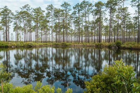 Okefenokee Swamp Camping