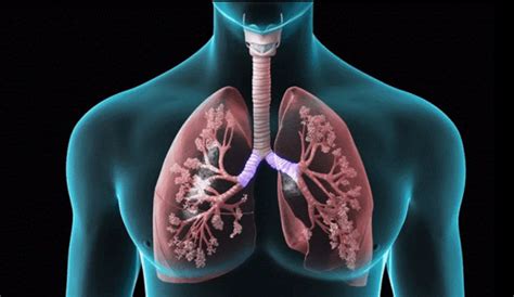 Home Remedies for Chronic Obstructive Pulmonary Disease (COPD) | Healthtian