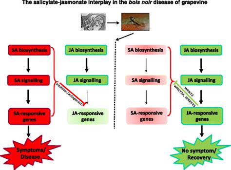 Simplified model showing the salicylate-jasmonate interplay in the bois ...