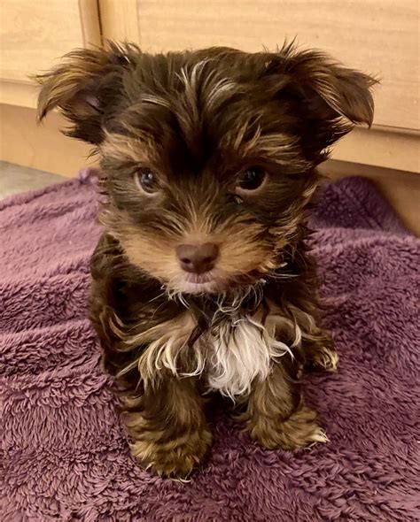 Brown Morkies