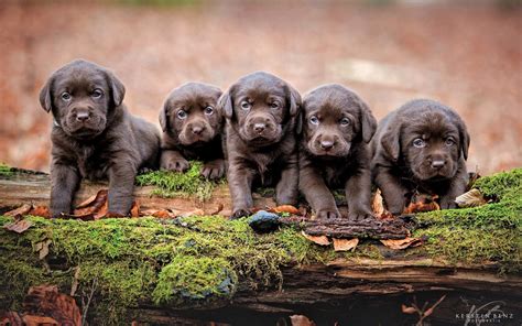 Chocolate Lab Puppies Wallpapers - Wallpaper Cave