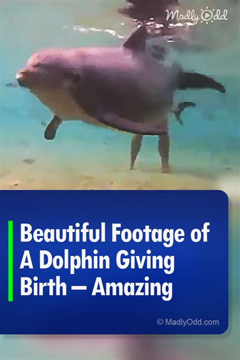 40316-Pin-B-Beautiful-Footage-of-A-Dolphin-Giving-Birth-–-Amazing ...