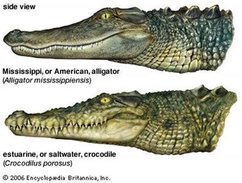 Alligator and Crocodile - teeth placement - Our Planet