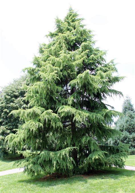 Deodar Cedar Growth Rate, Cones, Varieties, OtherInformation ...