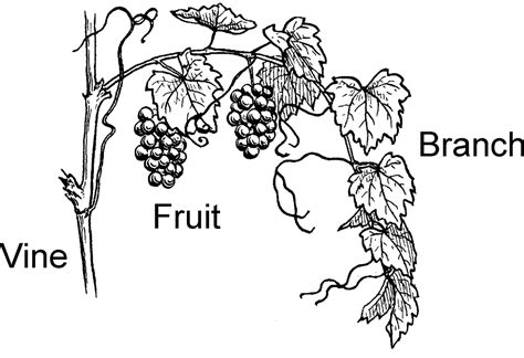 I am the Vine, You are the Branches - Happy Hearts Bible Study