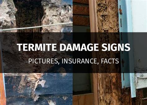 Termite Damage Signs - What Does They Look Like? (Pictures) | PestsGuide