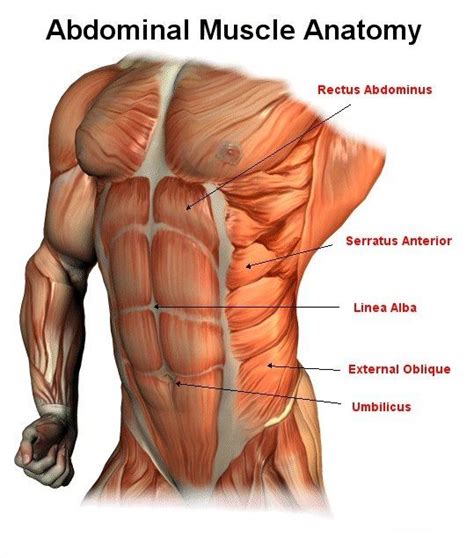 Male Abdominal Anatomy