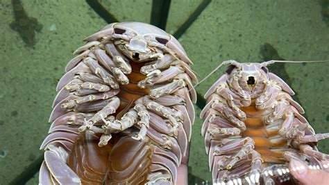 Just in time for Halloween - GIANT deep sea isopods! | Virginia Living ...