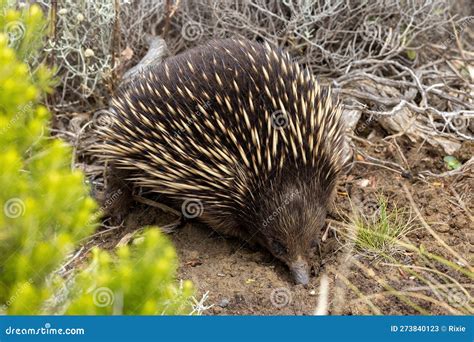 A Short Beaked Echidna, Tachyglossus Aculeatu, Also Known As the Spiny ...