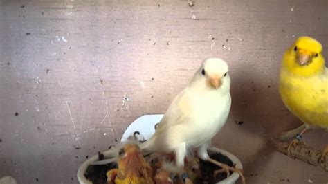 Canary breeding 2013 - YouTube