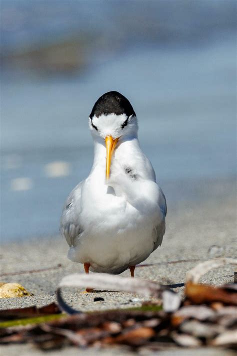 Australian Fairy Tern 25920698 Stock Photo at Vecteezy