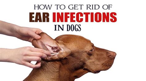 How to Treat Ear Infection in Dogs || Home Remedies for Ear Infection ...