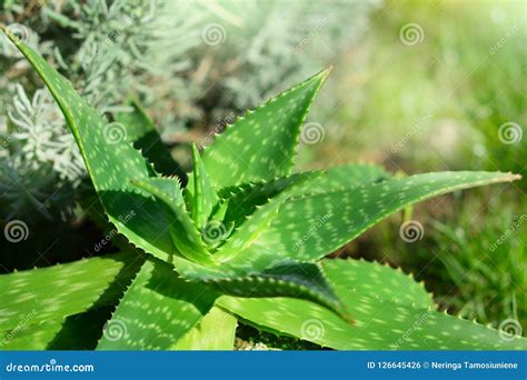 Aloe Vera Plant in Sunlight Stock Photo - Image of growing, cactus ...