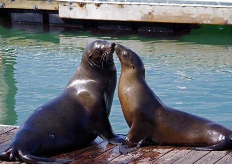 Sea Lion Behavior - AnimalBehaviorCorner