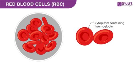 Short notes on Erythrocytes - Definition, Structure and Function