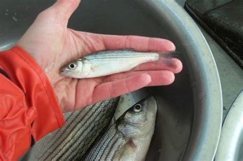 Striped Bass Habitat | Legacy | Virginia Institute of Marine Science