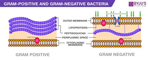 Gram Positive Bacteria And Gram Negative Bacteria | www ...