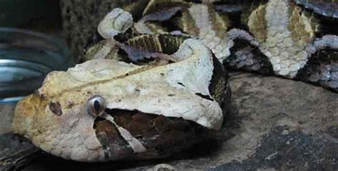 Case Study: Gaboon Viper Bite – Cobras.org