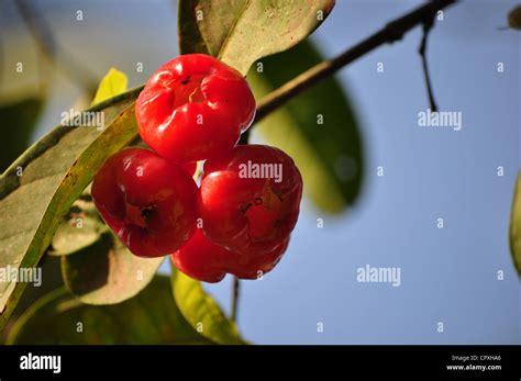 Jambu Fruit Stock Photo - Alamy