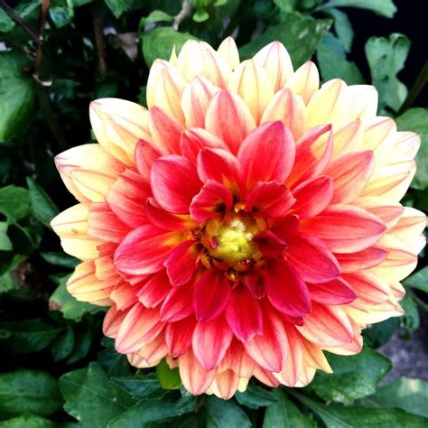 Dahlia Growing Tips - Caring For Dahlia Plants In The Garden | Plants ...