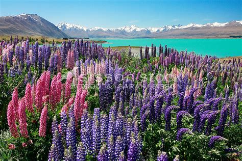 New Zealand Photos | Flowering lupins, Lake Tekapo, South Island, NZ ...