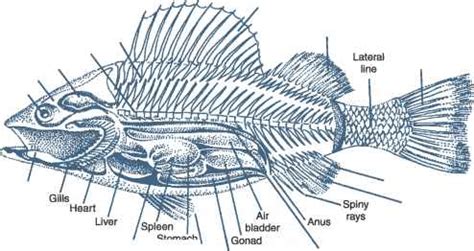 Anatomy and Physiology - Essentials Of Fishing - Modern Ice Fishing