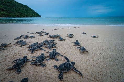 Sea turtle conservation in Vietnam's Con Dao Island (photos) | Tuoi Tre ...