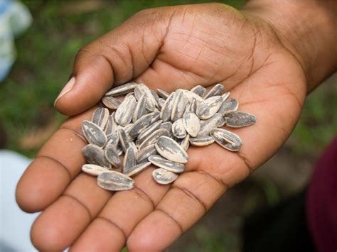 Flower Seeds For Beginners - The Best Flower Seeds To Start With