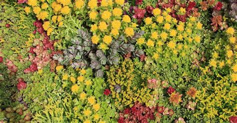 GREEN ROOF PLANTS