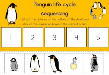 Penguin life cycle sequencing activity worksheet by Little Blue Orange