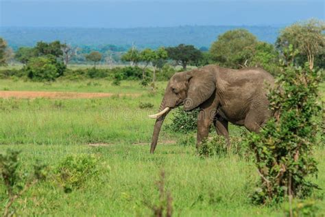 Wild African Elephants Eating Leaves Stock Image - Image of national ...