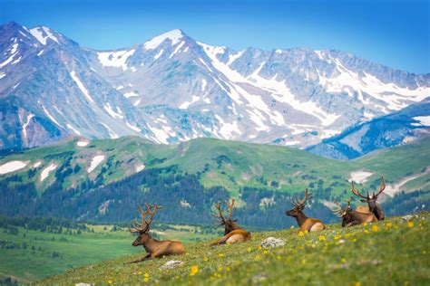 Your Summer Guide to Camping In Estes Park: Our Top 10 Campgrounds ...