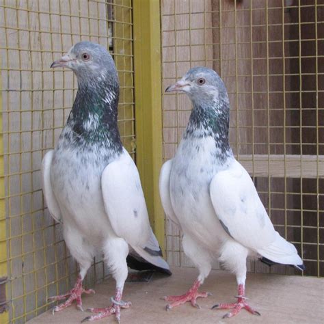 Latest Pigeons (kabootar) Pair - Pigeons Pics | Latest Pigeons ...