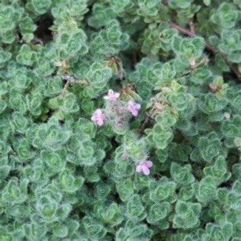 Creeping Thyme - Pseudolanginosus – A&M Seasonal Corner