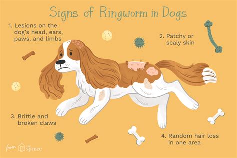 Ringworm in Dogs