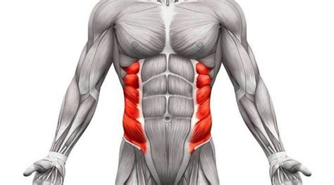 Abdominal Oblique Muscles: Functional Anatomy Guide • Bodybuilding Wizard