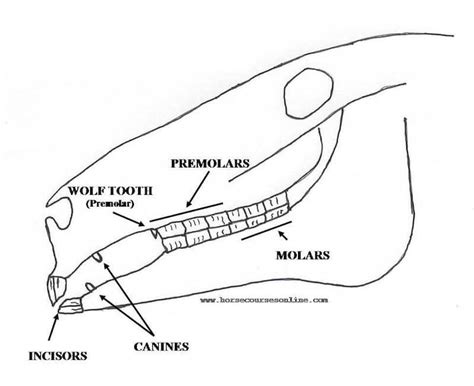 Canine or Wolf Teeth?-Colorado Horse Source