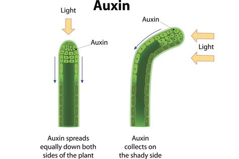 Plant Tropisms: Phototropism, Thigmotropism, and More