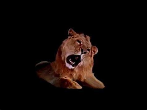 MGM Leo The Lion Video Footage - YouTube Metro Goldwyn Mayer, Mgm Lion ...