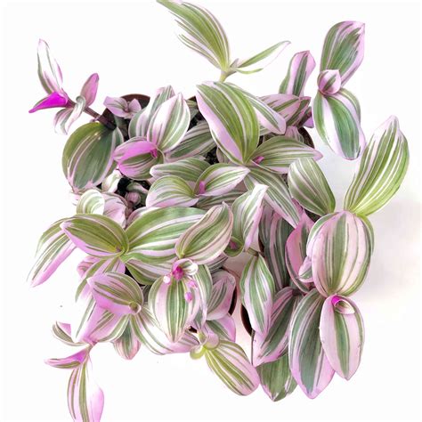 How to Care For Your Tradescantia Nanouk Plant