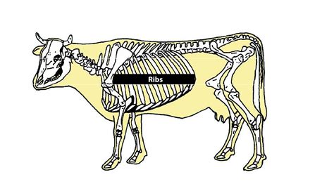 Beef Cattle Discovery - Skeletal - Ribs | Animal & Food Sciences