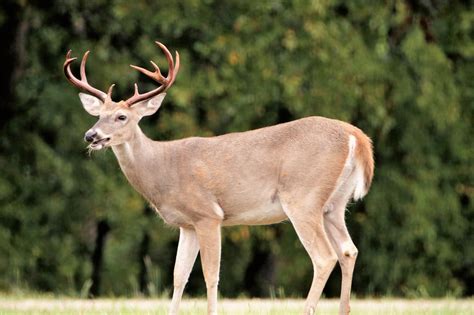 White-tail Buck In Summer Free Stock Photo - Public Domain Pictures