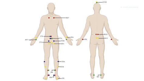 Male Reproductive System Archives Evidence Based, 48% OFF