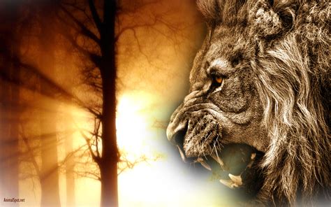 🔥 [70+] Lion Face Wallpapers | WallpaperSafari